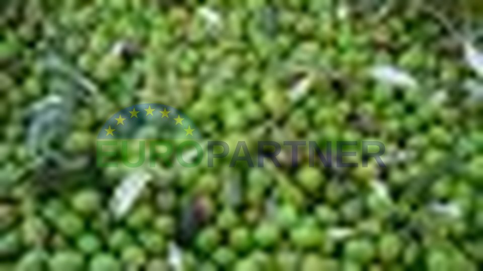 Uliveto cultivato con 147 ulivi