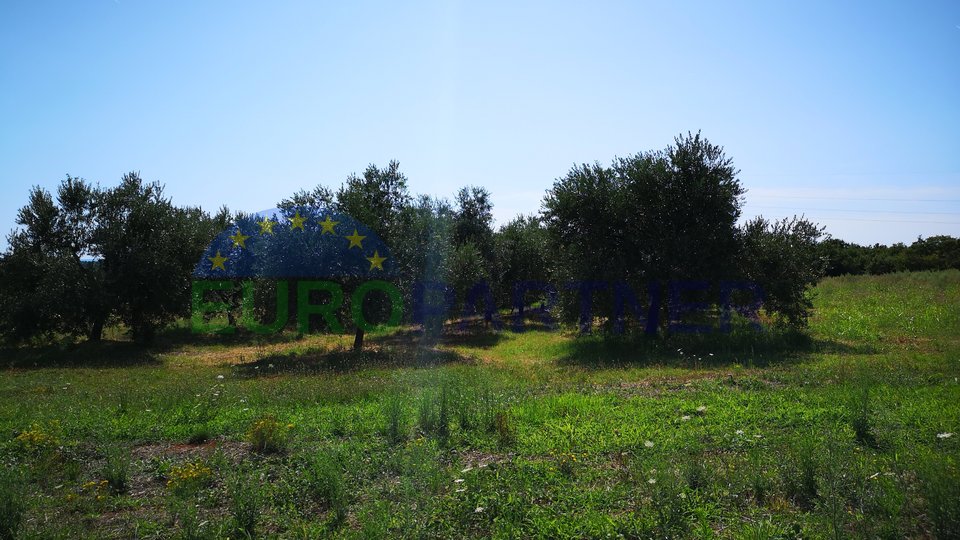 Ackerland mit Meerblick und Olivenhain