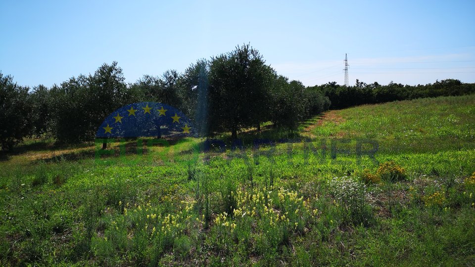 Agricultural land with sea view and olive grove