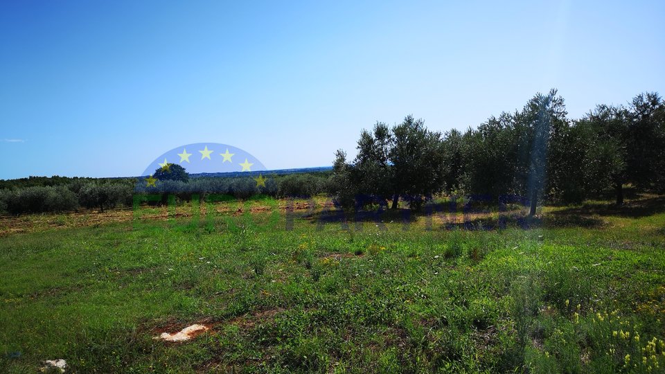 Ackerland mit Meerblick und Olivenhain