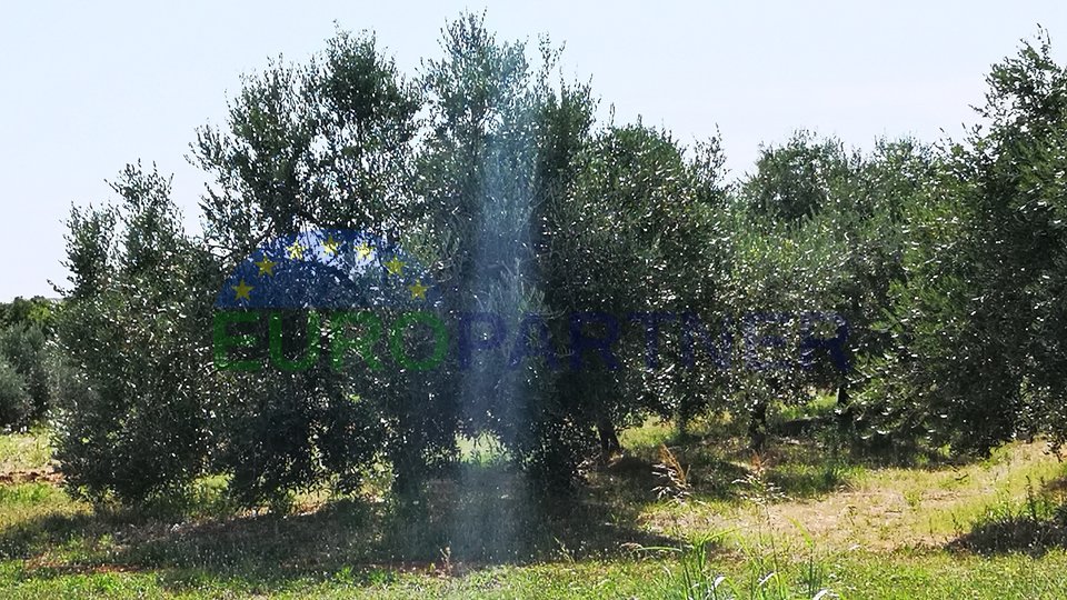 Ackerland mit Meerblick und Olivenhain