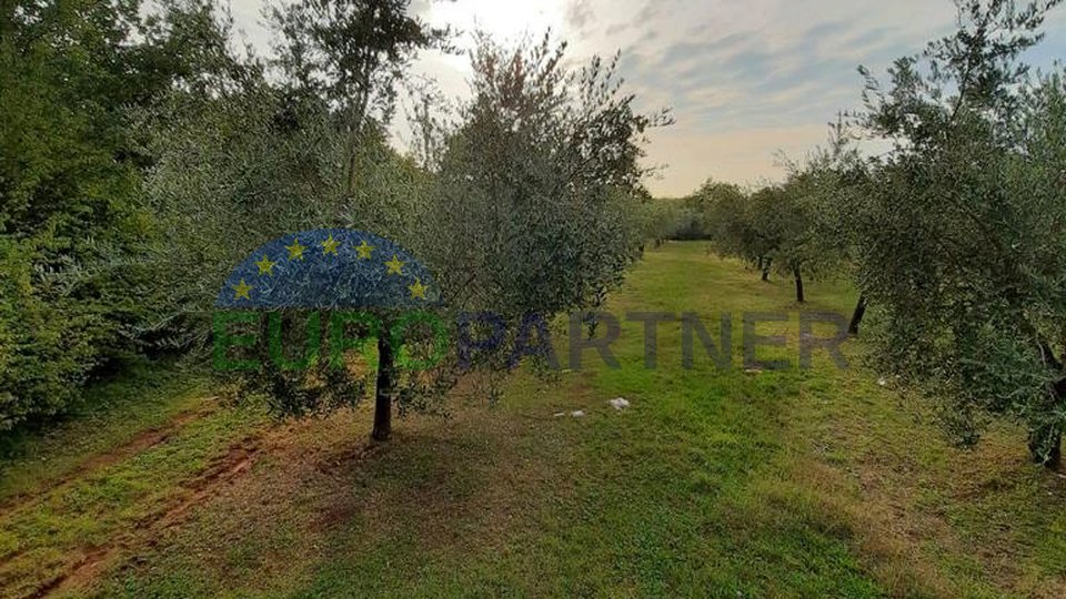 Large olive grove not far from the city