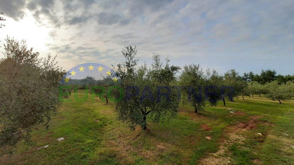 Großer Olivenhain unweit der Stadt