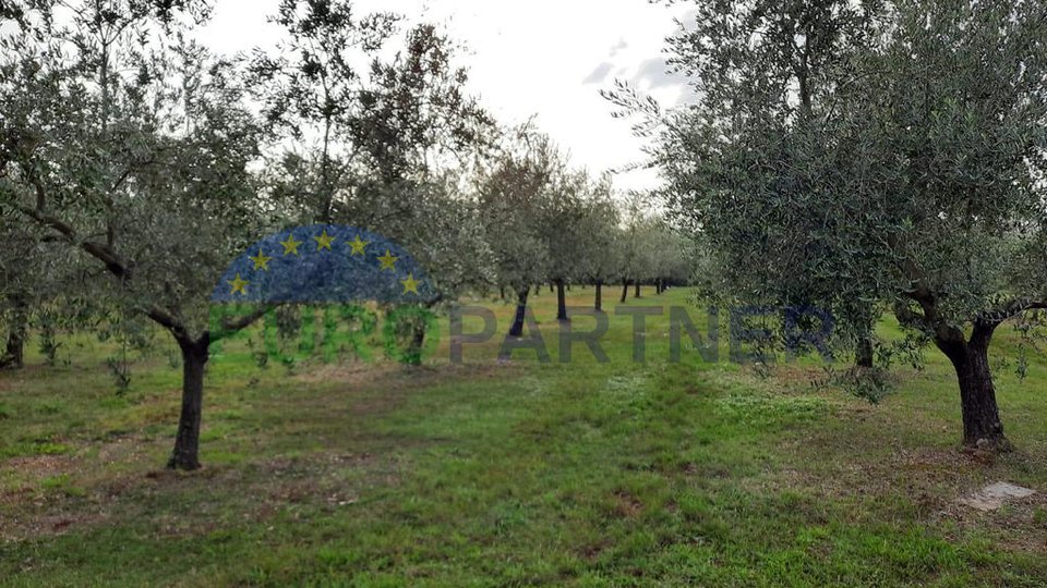 Großer Olivenhain unweit der Stadt