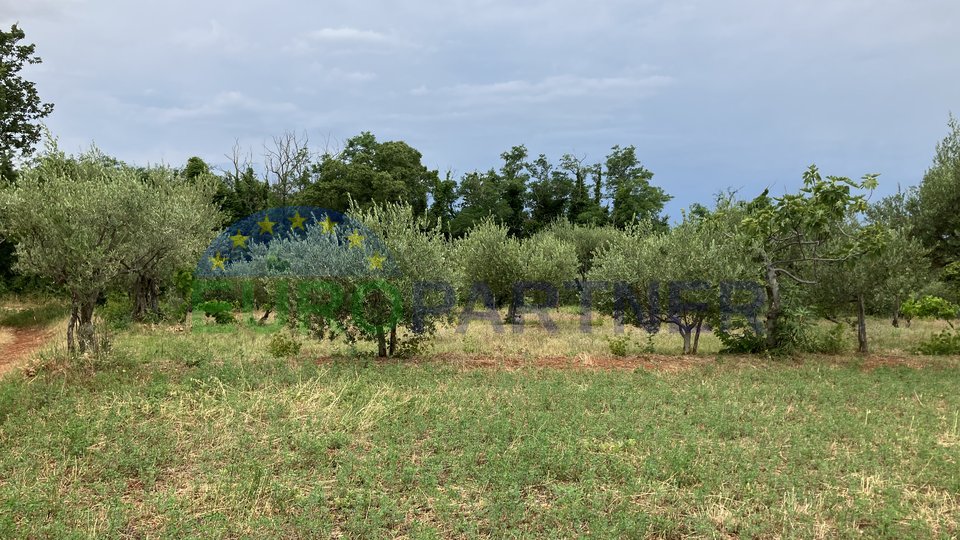 Olive grove near Poreč