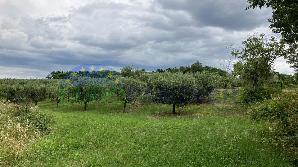 Olive grove near Poreč