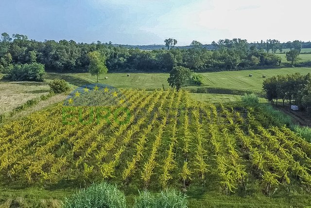 Zasađen vinograd i poljoprivredno zemljište u Bujama