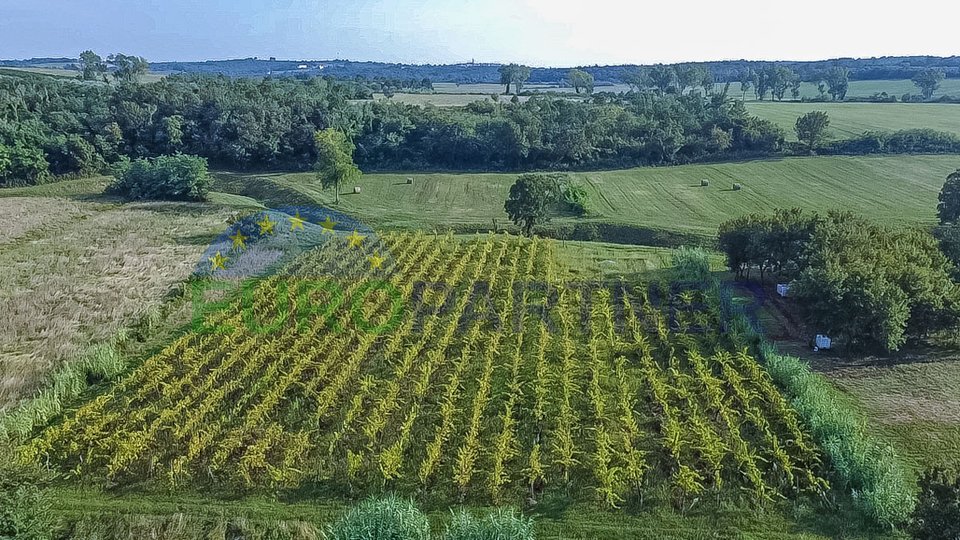 Planted vineyard and agricultural land in Buje