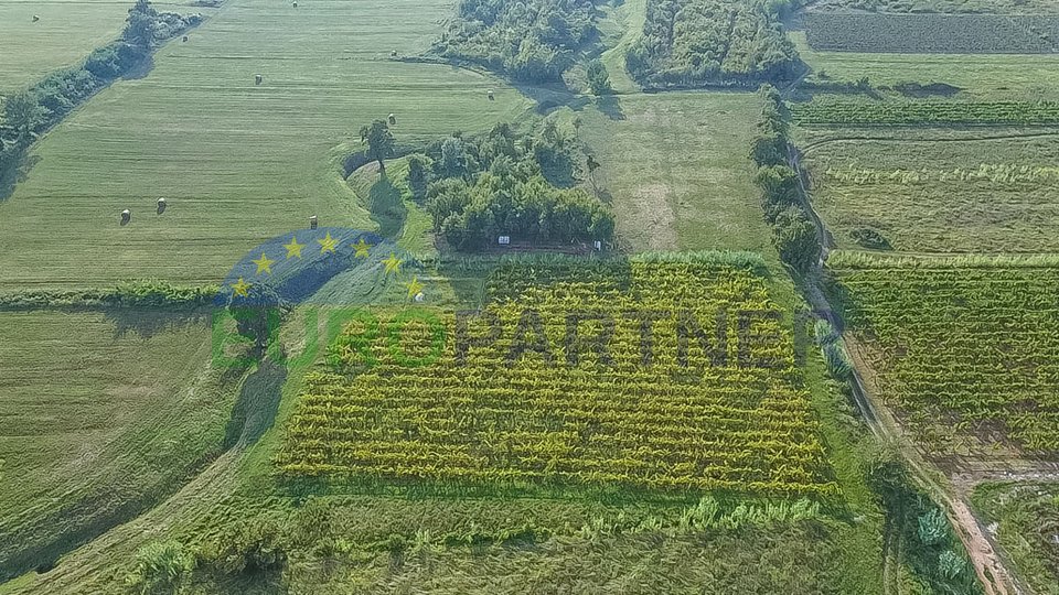 Planted vineyard and agricultural land in Buje