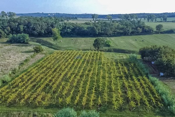 Zasađen vinograd i poljoprivredno zemljište u Bujama