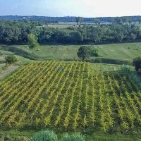 Zasađen vinograd i poljoprivredno zemljište u Bujama - 2