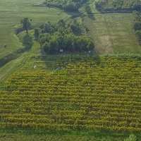 Zasađen vinograd i poljoprivredno zemljište u Bujama - 4