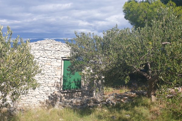 Zemljište s maslinikom i pogledom na more, 20.000 m2