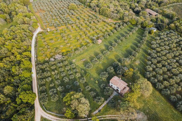 Jedinstveno imanje u blizini Poreča - 17000m2 građevinskog zemljišta s kamenom kućom i maslinikom!
