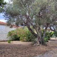 Supetar,Kamena kuća u blizini mora, otok Brač - 4